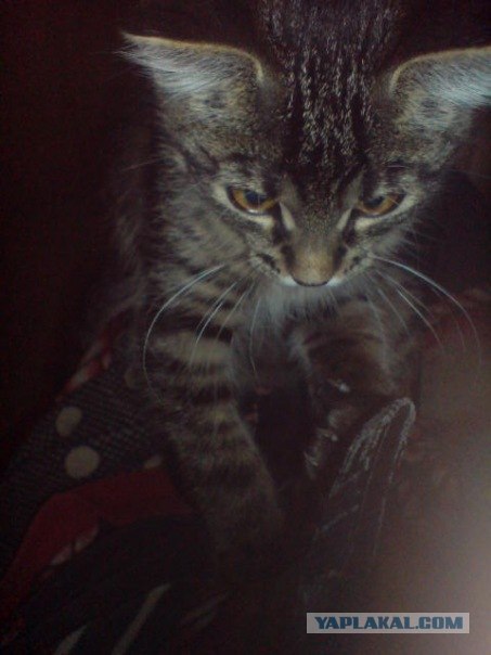 Котовторник 17 января