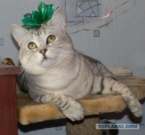 Котовторник (07.02.2012)