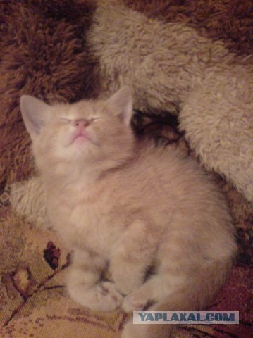 Котовторник  от 3.04.2012