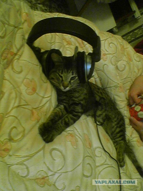 Котовторник (15.05.2012)