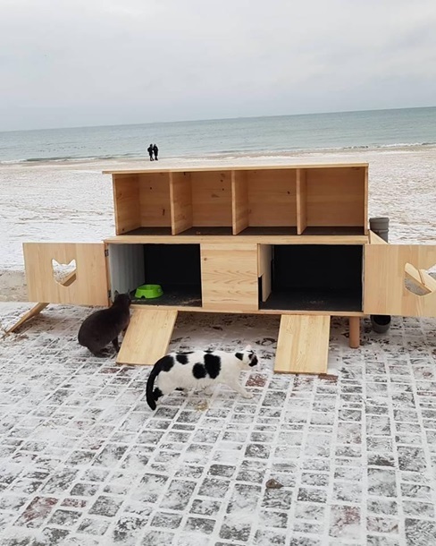 Прикольных котов пост