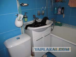 Котовторник 29.05.2012