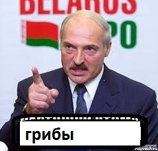 Власти взяли под контроль сбор грибов, ягод и берёзового сока