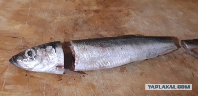 Салака маринованная