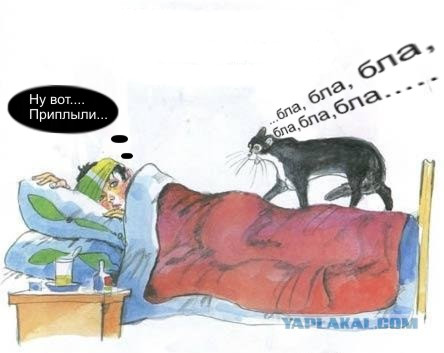 Кот, Антошка и порошок