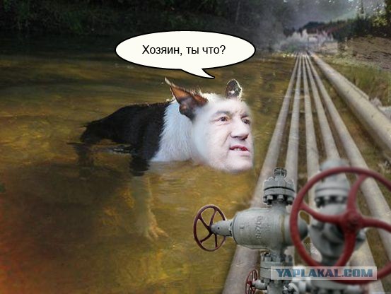 Хозяин, ты что?