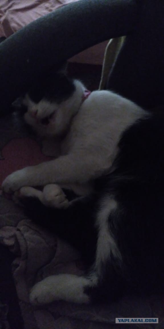 Это "КОКОС", детка!