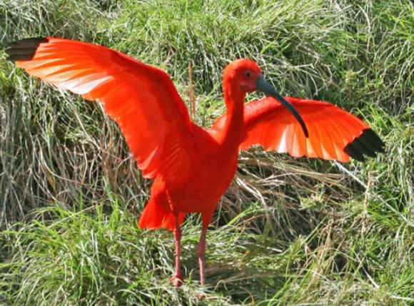 Эти забавные животные