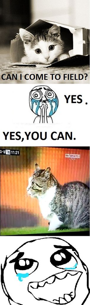 Котяра на футбольном поле
