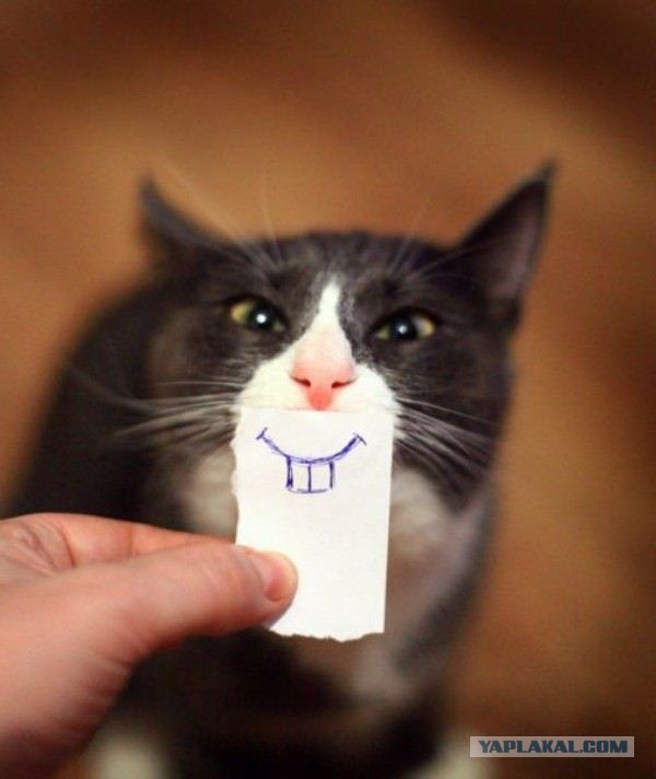 Котовторник же!
