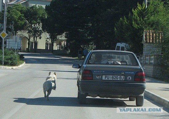 Не пропустил пешехода