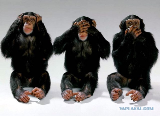 Кот и мопс расслабились