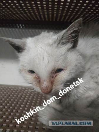 Мариупольские котики экстренно ищут дом