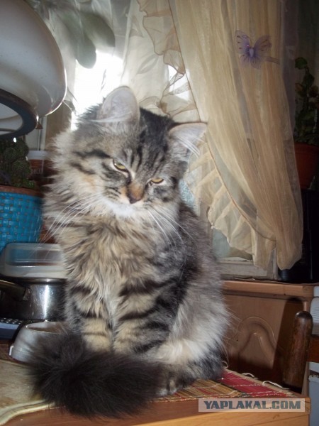 Котовторник 26.03.2013
