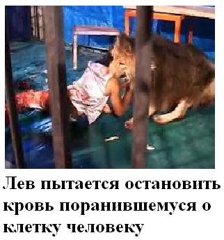 Животные добрые, они помогают друг другу