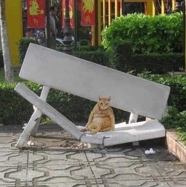 Жизнь домашнего приюта "Котоленд" 427