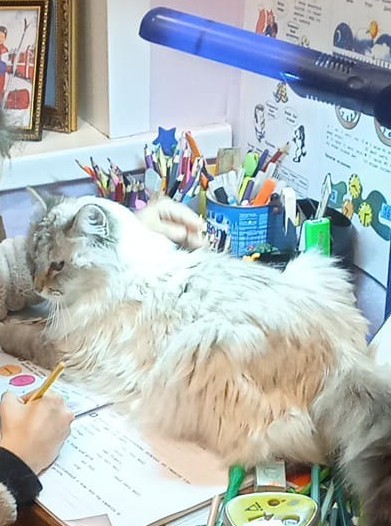 К котовторнику похвастаюсь своей красоткой