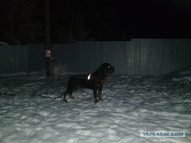 Так выглядит чёрная бельгийская овчарка грюнендаль