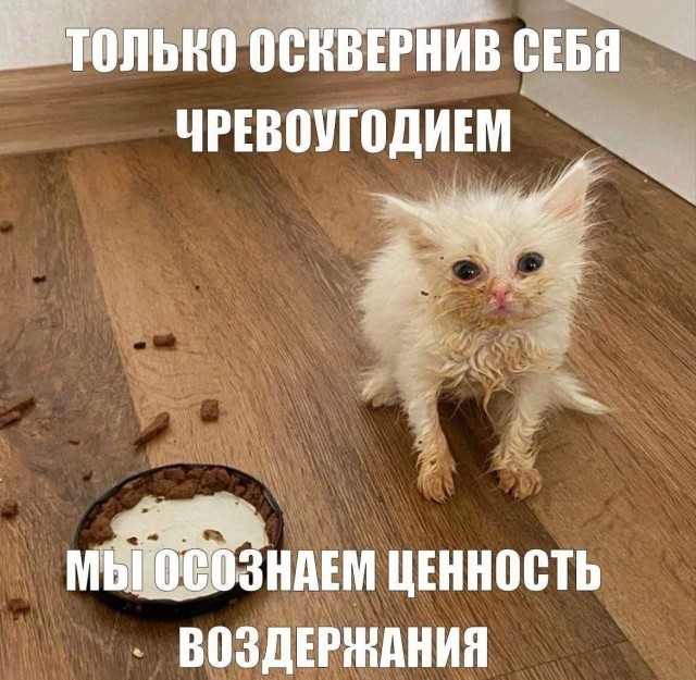 К котовторнику: подборка картинок-баянов с котиками и про котиков. Выпуск 37.
