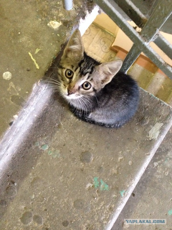 Котовторник  25.03.2014