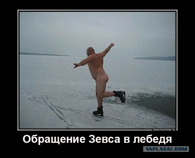 Лебедь обвился вокруг шеи спасителя