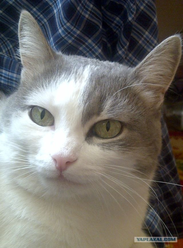 Рисованный котовторник