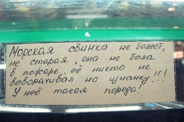 Веселые картинки