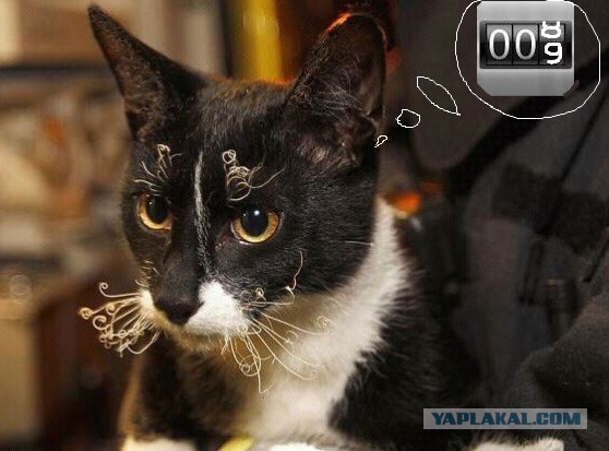 Как я чуть не сжег кота