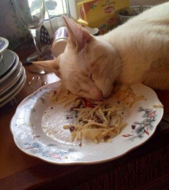 Коты, постигшие искусство сон-фу.
