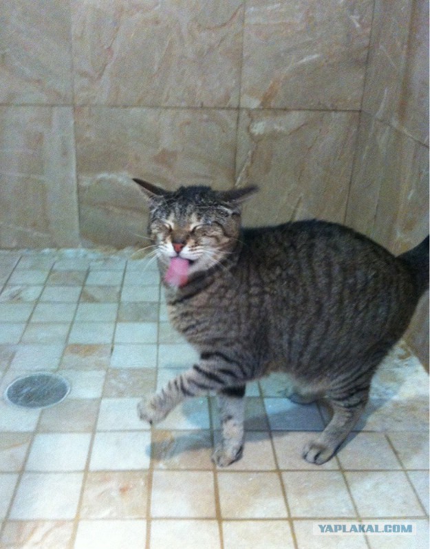 Котовторник 27.01.2015