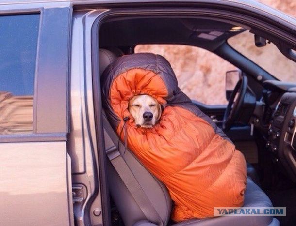 Подборка автоприколов