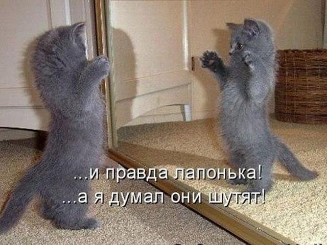 Забавные картинки из Сети
