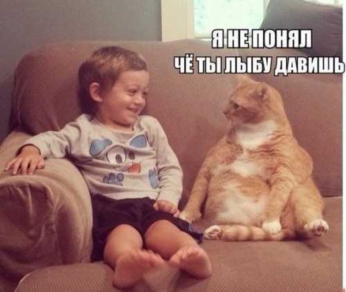 Котовторник