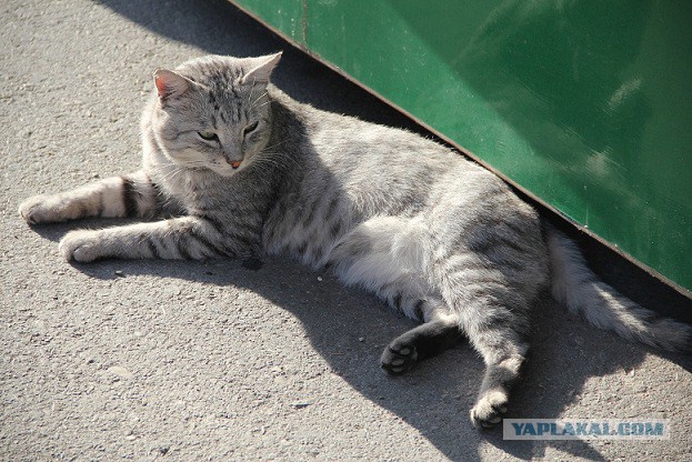 Коты Крыма