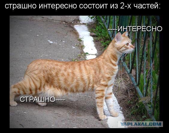 Картинки и приколы из соцсетей