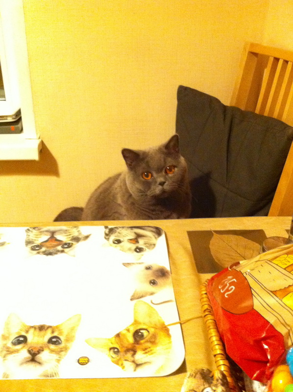Котовторник