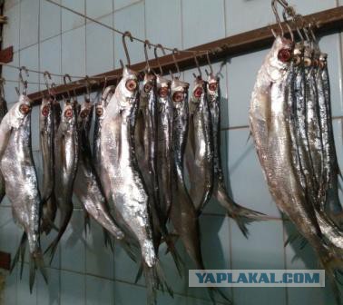 Как вялить рыбу