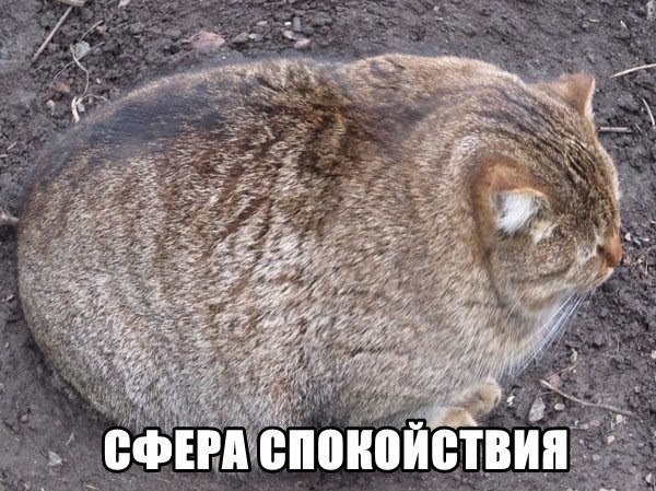 Мохнатые беспредельщики