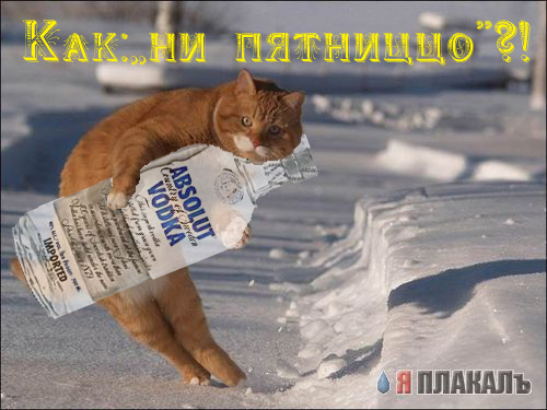 Фотожаба: Кошак
