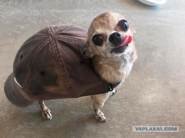 Подборка прикольных и веселых фото