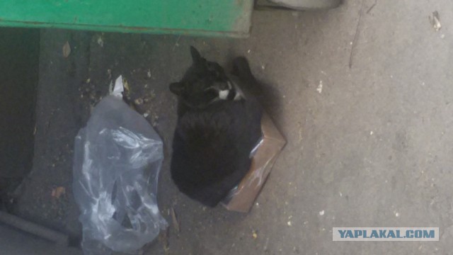 Ваши фотки котов на телефон