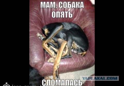 Юмор не для всех