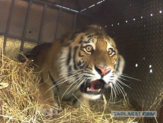 50-летняя тетка набила себе на заднице голову тигра