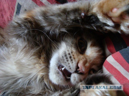 Котовторник 28.11.2017