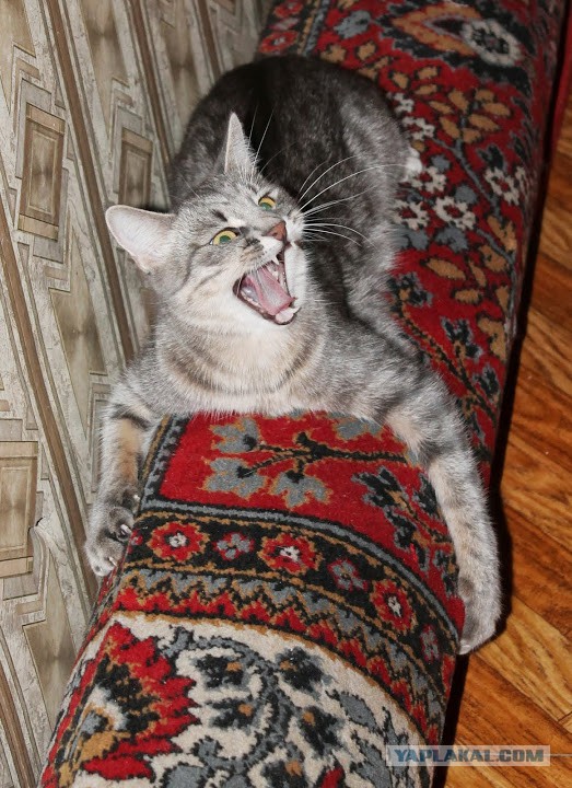 25 животных, которые ни за что не отдадут свое