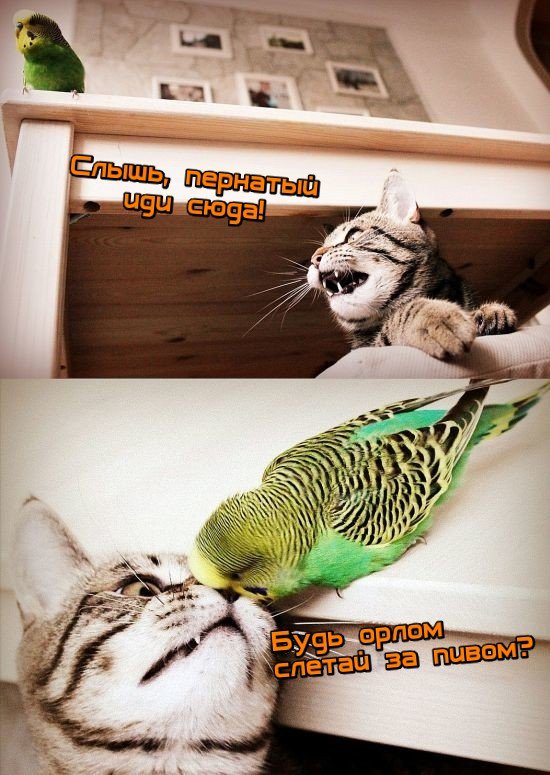 Картинки по-приколу
