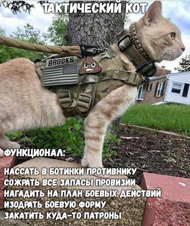 Боевые коты