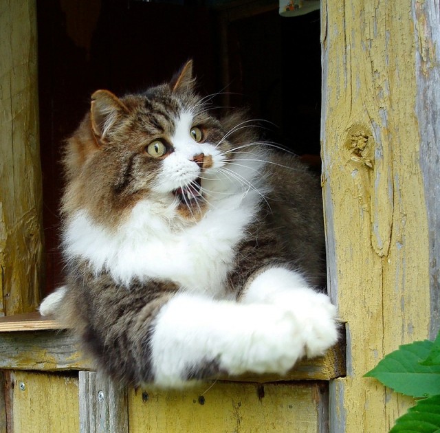 Котовторник (начало в супермаркете!)