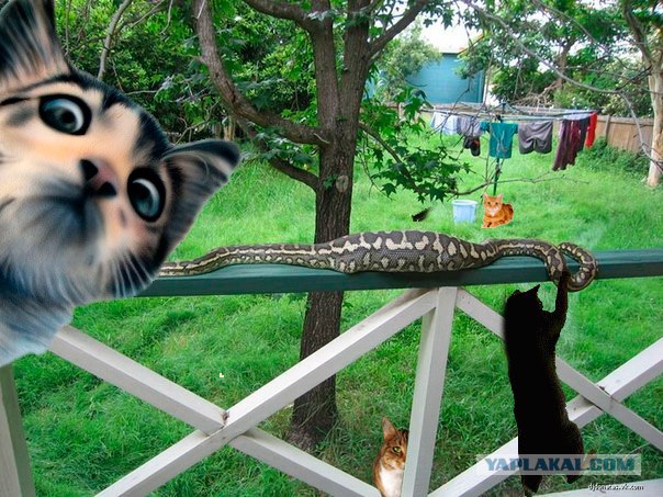 Найди кота