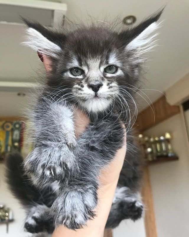 Прикольных котов пост